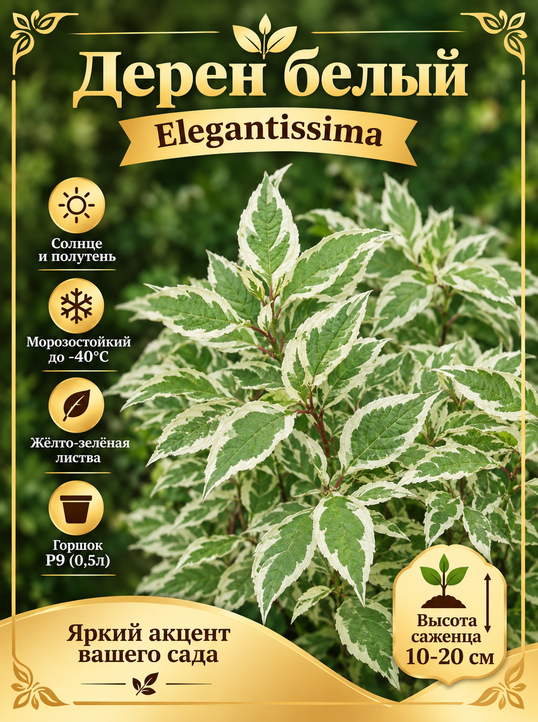 Дерен белый Elegantissima (Эленгантиссима)