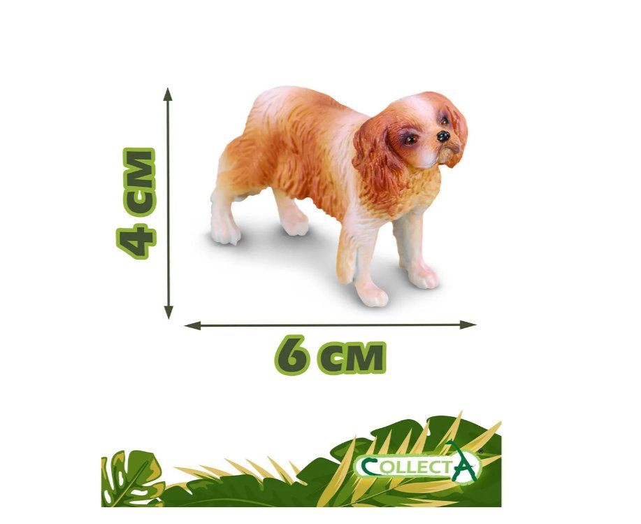 Собака Кинг Чарльз спаниель, M, 88181b