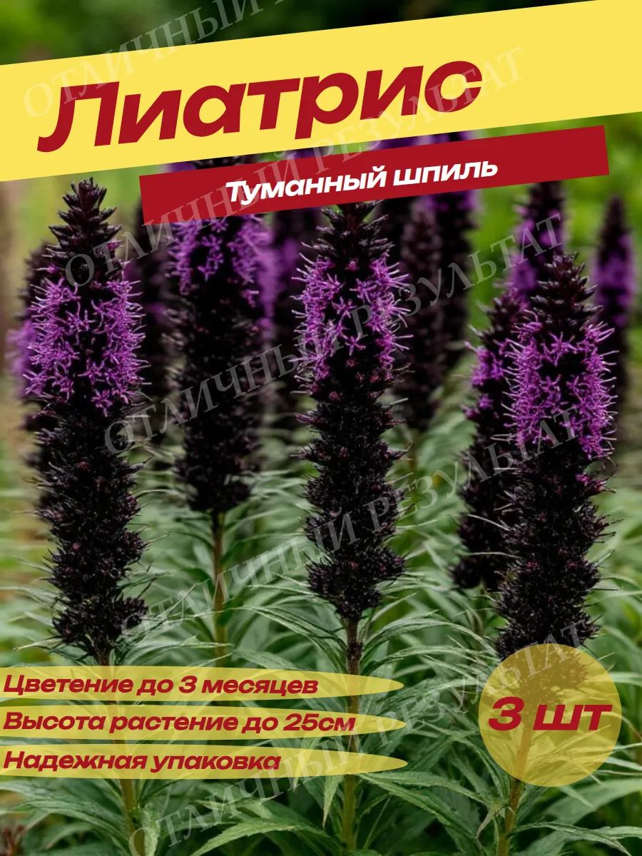 Луковицы Лиатриса Туманный Шпиль
