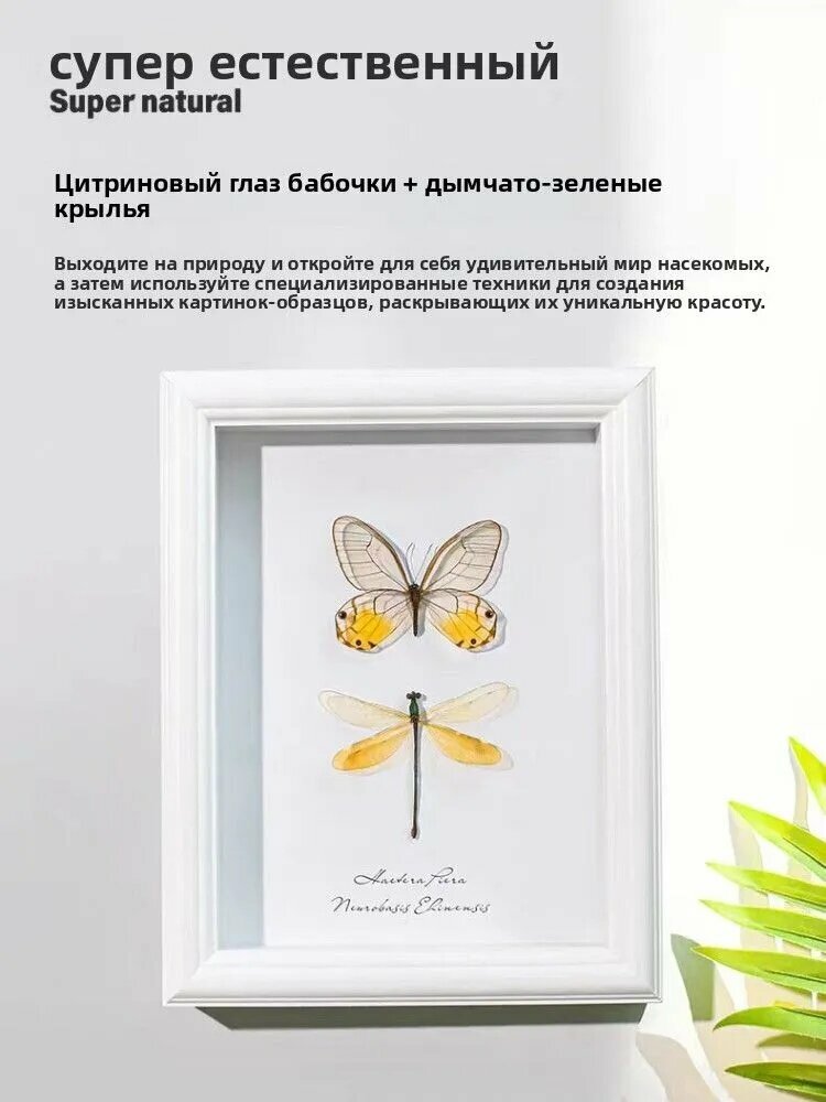 Настоящие бабочки и стрекозы в рамке редкие энтомологические экземпляры/натуральные крылья насекомых в 8-дюймовой деревянной раме украшение дома, офиса и кабинета