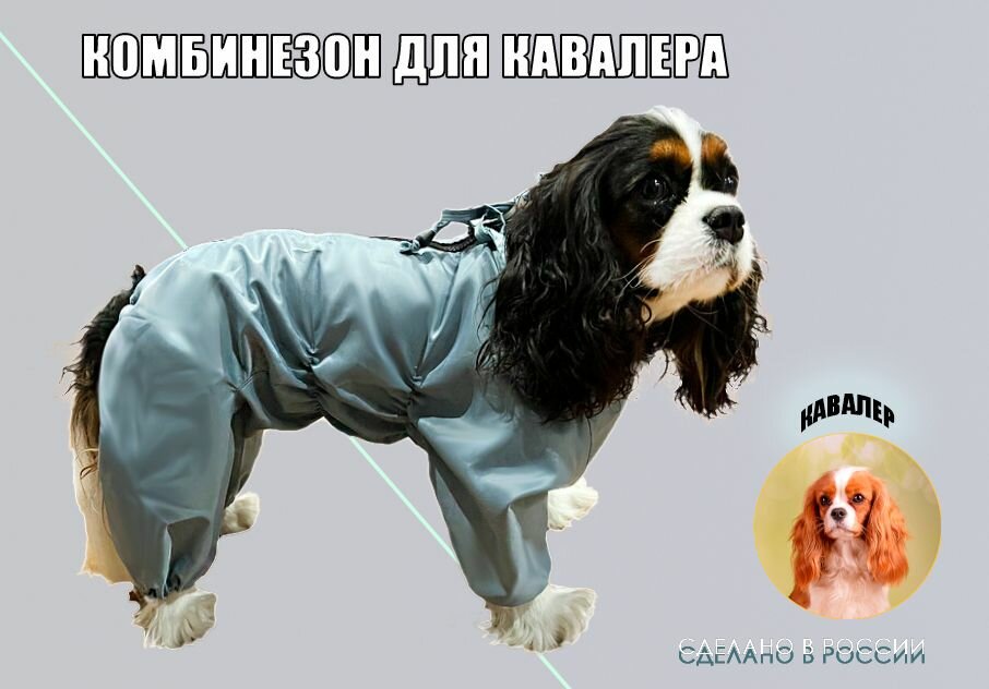 Комбинезон-дождевик для КАВАЛЕР-КИНГ-ЧАРЛЬЗА-СПАНИЕЛЯ суки, повышенной прочности, цвет серо-голубой