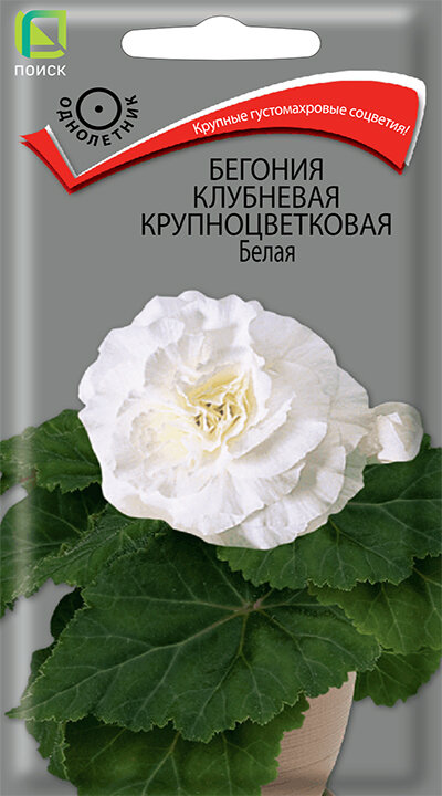 Бегония Клубневая Крупноцветковая "Белая", однолетник, белые махровые цветки 8-9 см, семена - 3 упаковки по 5 шт.