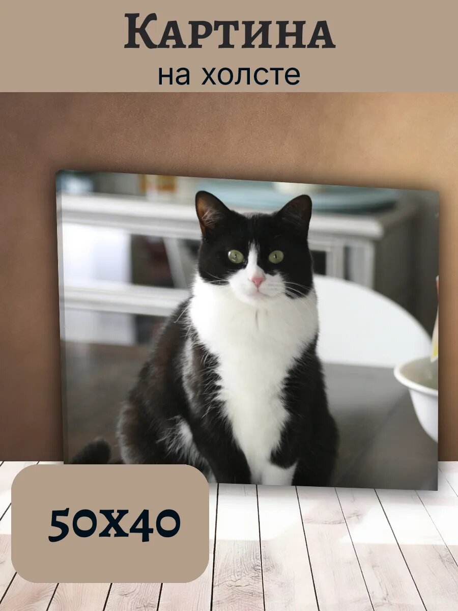 Картина Кот Кошка Cat 40x50 черно-белый питомец с желтыми