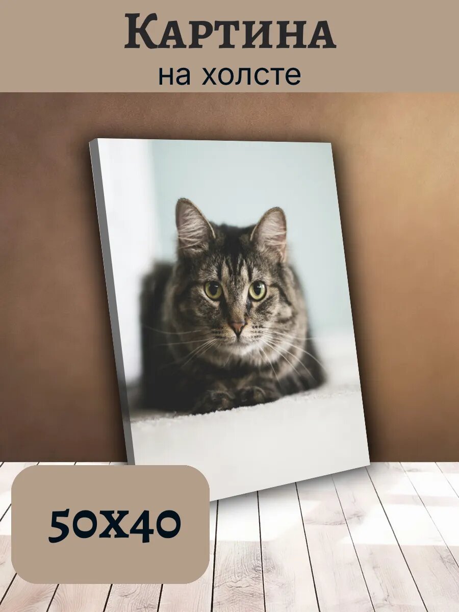 Картина Постер Кот Кошка Cat 40x50 полосатый Табби