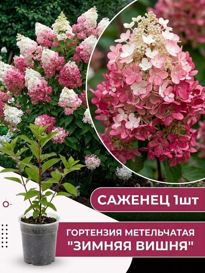 Гортензия метельчатая Зимняя вишня