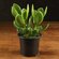 Комнатное растение LuxuryPlants суккулент "Крассула д9 в горшке"