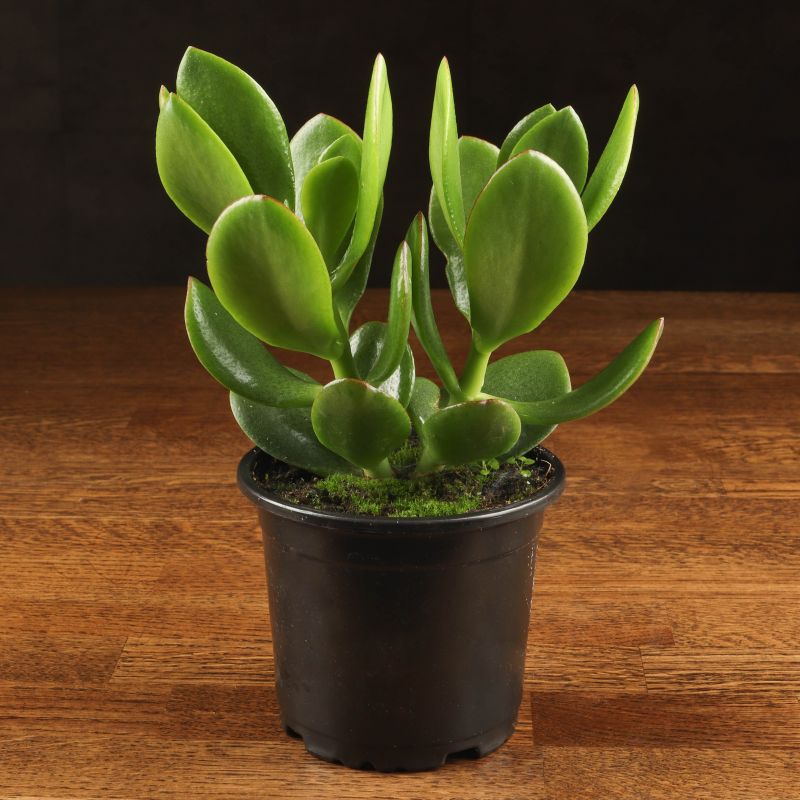 Комнатное растение LuxuryPlants суккулент "Крассула д9 в горшке"