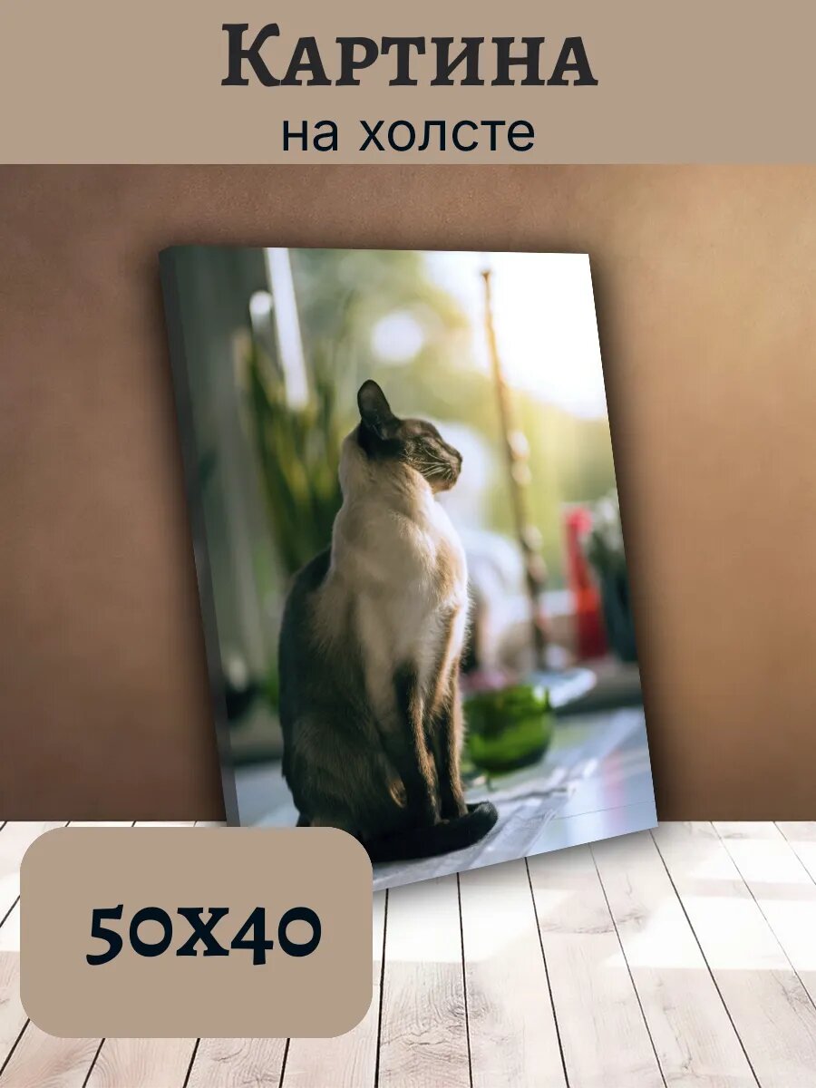 Картина Постер Кот Кошка Cat 40x50 сиамская порода