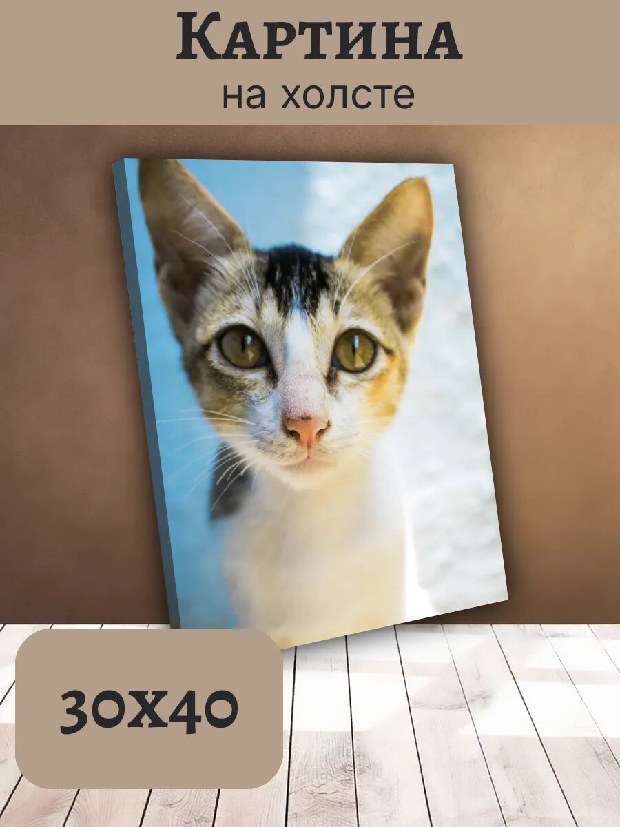 Картина Постер Кот Кошка Cat 30x40 трехцветный котенок