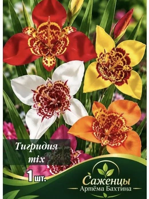Луковицы Тигридия разноцветный (Упаковка 4 шт.)