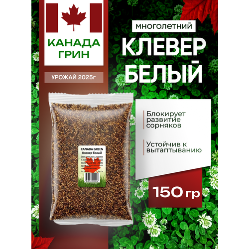 фото Белый клевер семена 150 гр, ползучий низкорослый canada green