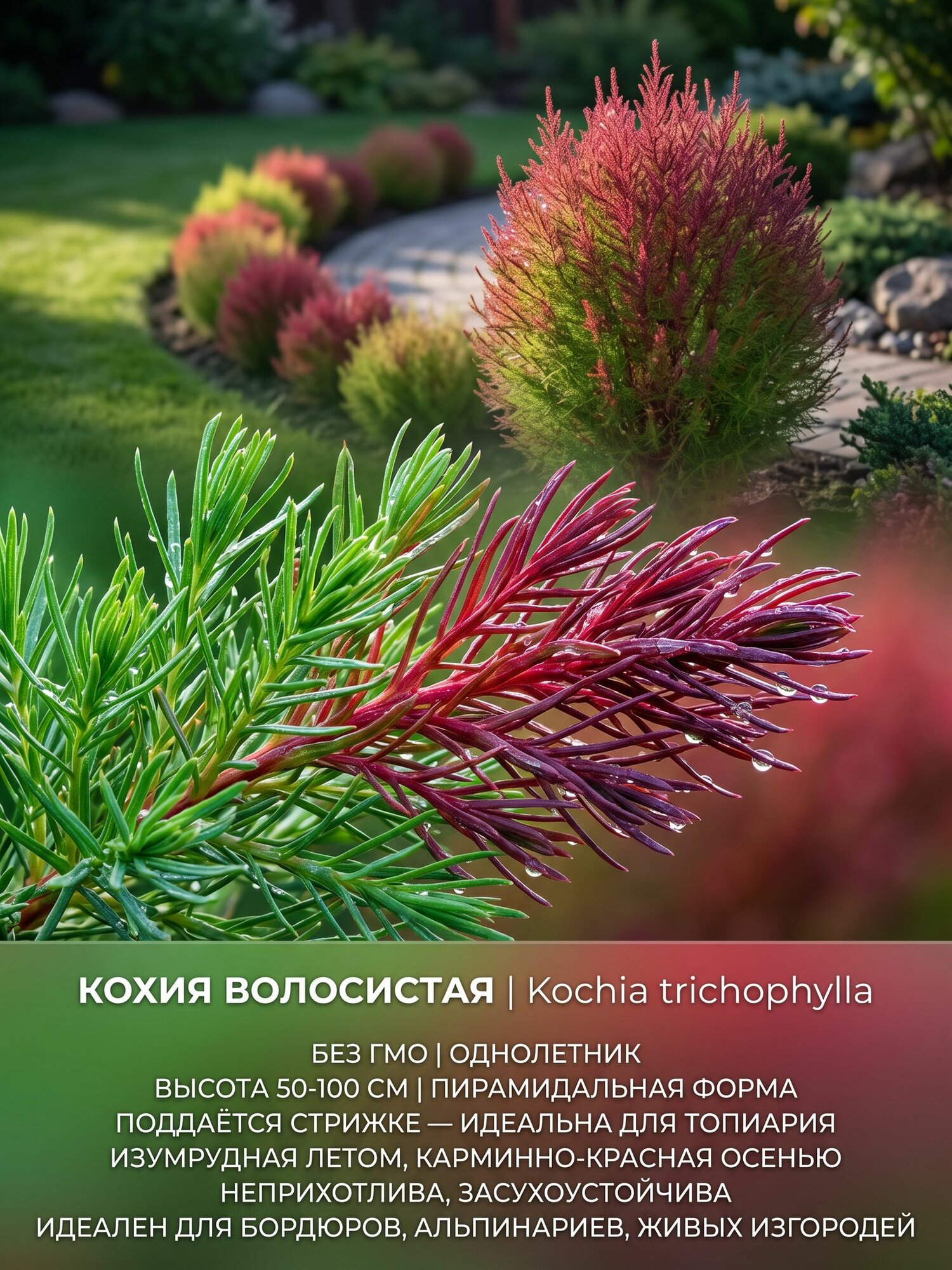 Семена Агератум 'Весенние капели' Ageratum L. Госреестр 2022 Компактный 25-35 см без ГМО 0,1 г