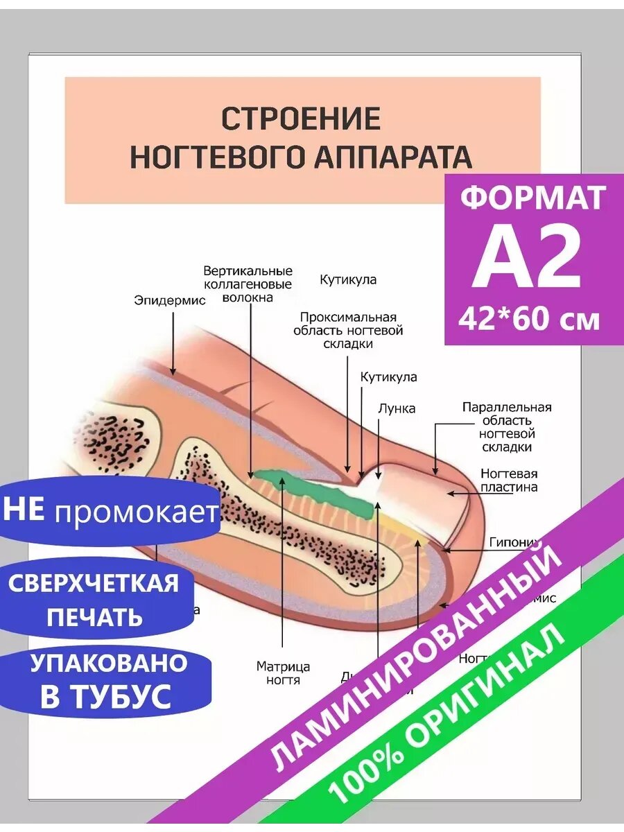 Постеры А2 по анатомии Строение ногтевого аппарата