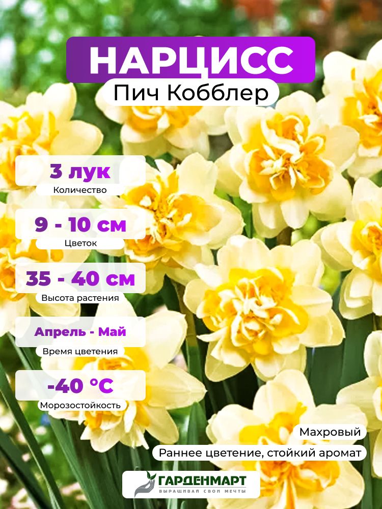 Нарцисс махровый Пич Кобблер, 3 лук