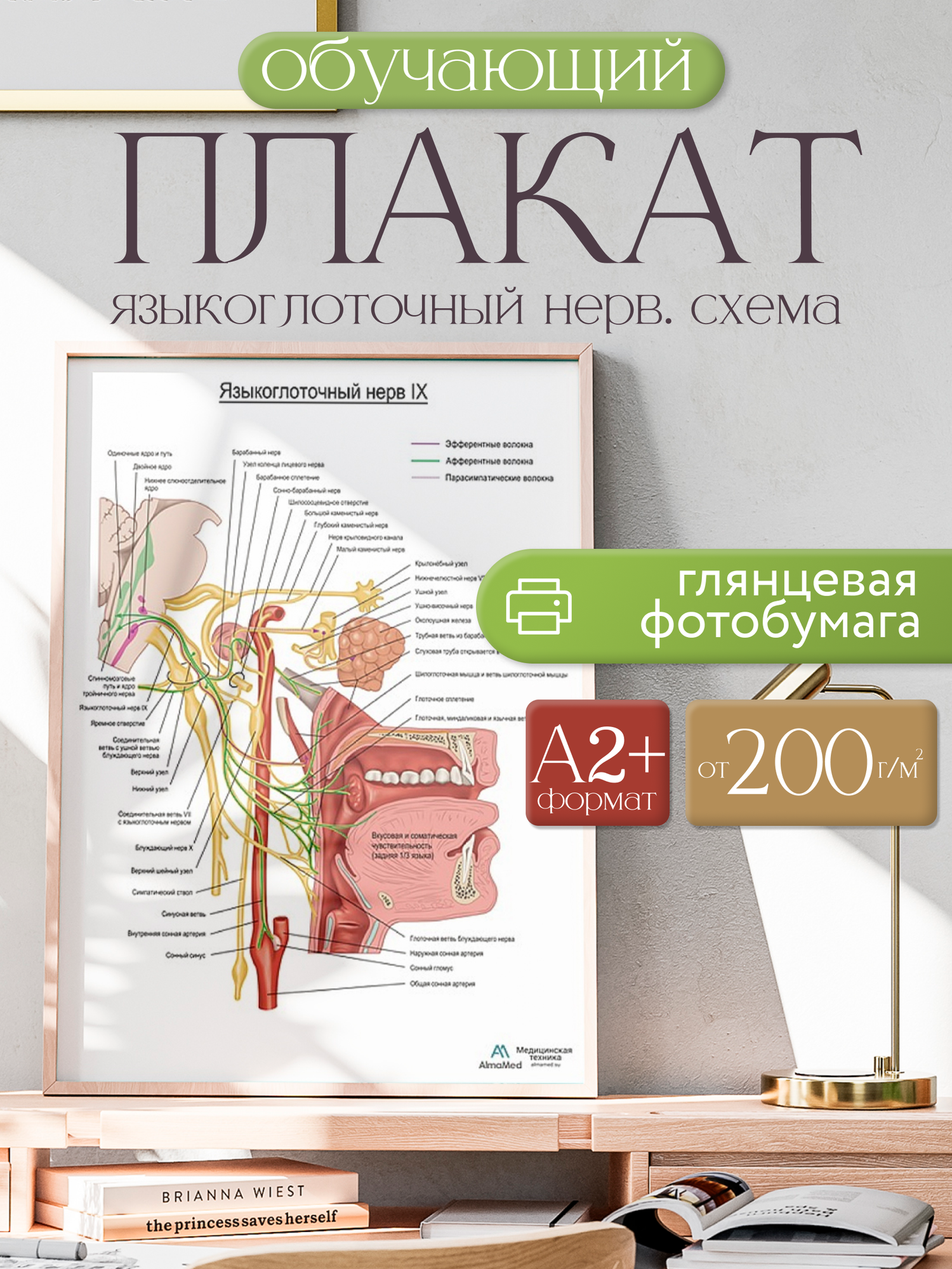 Обучающий плакат "Языкоглоточный нерв. Схема", размер А2+, глянцевая фотобумага от 200г/м2
