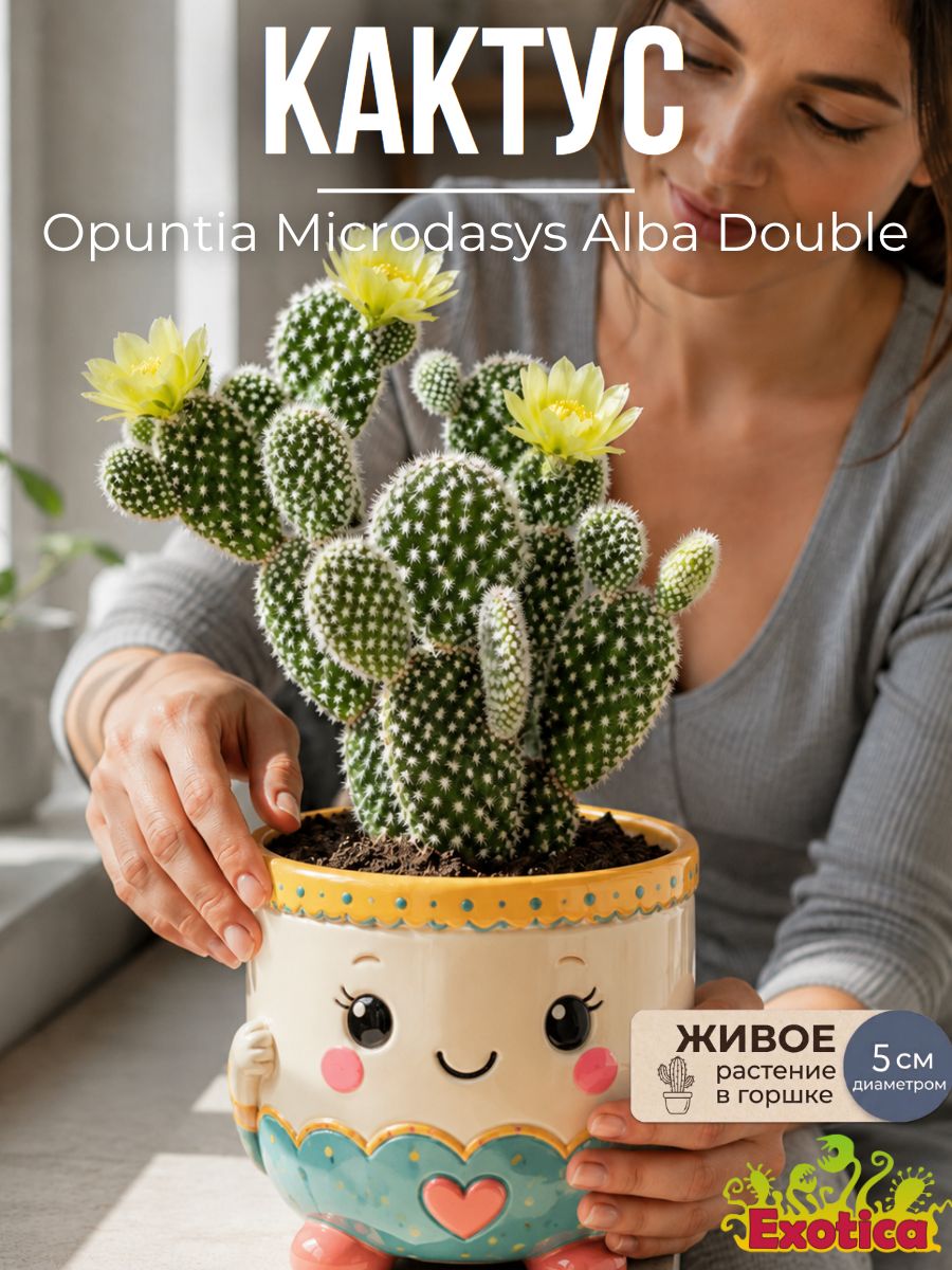 Опунция Микродазис Альба Дабл (Opuntia Microdasys Alba Double) D5см, домашнее растение