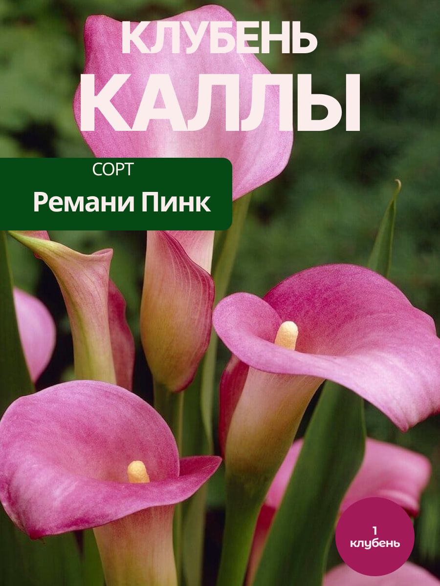 Калла Ремани Пинк, 1шт