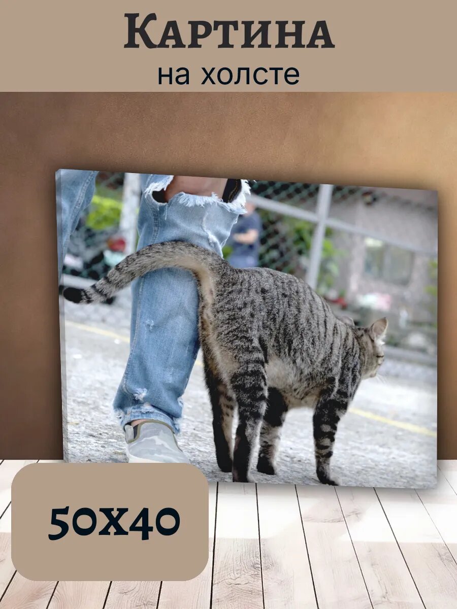 Картина Кот Кошка Cat 40x50 уличный кот ласка
