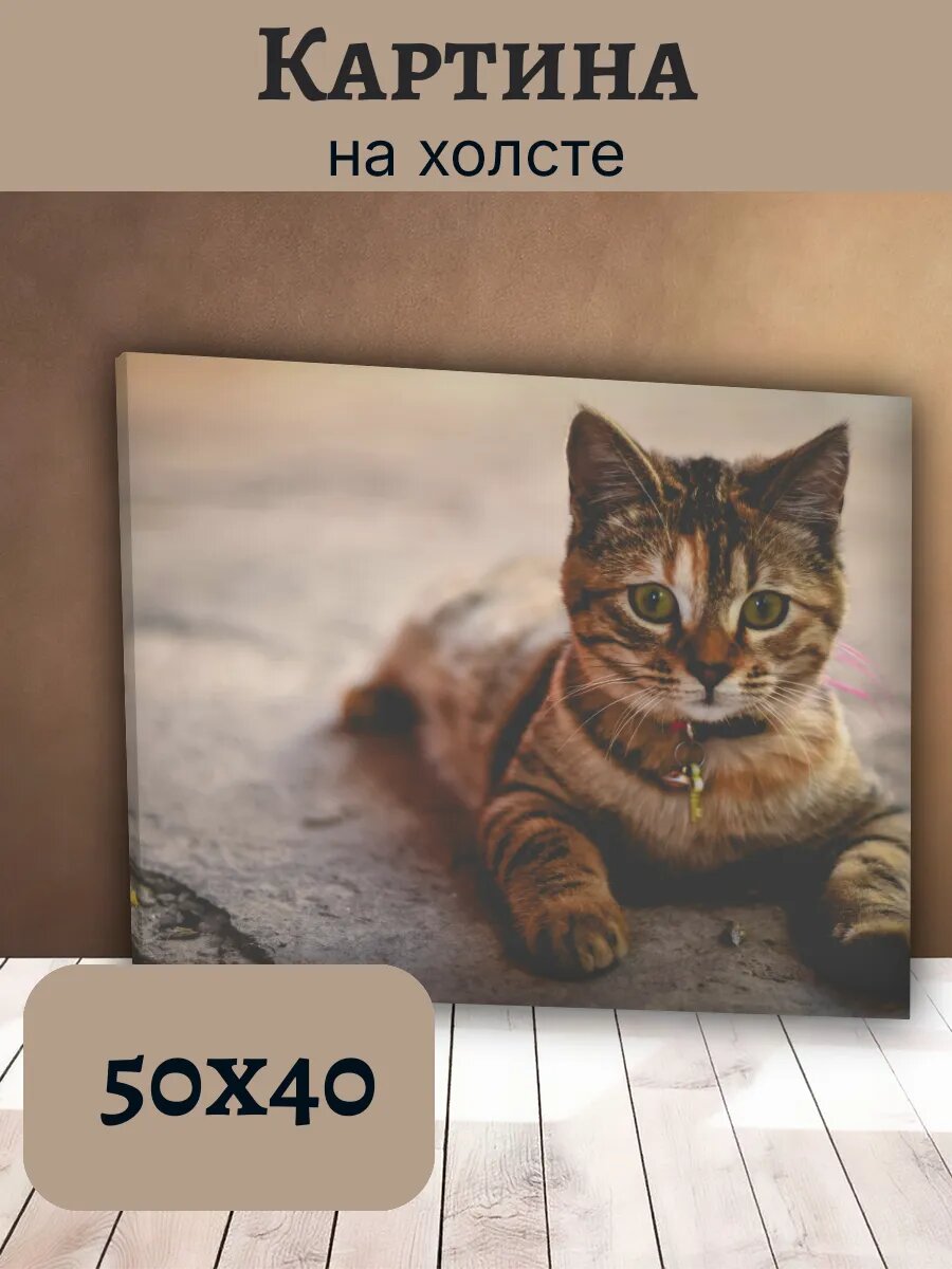 Картина Кот Кошка Cat 40x50 пушистый полосатый котенок
