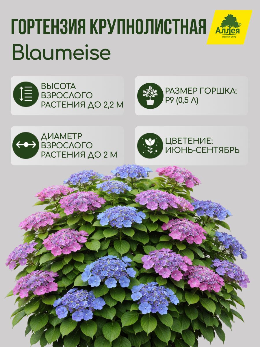 Гортензия крупнолистная Blaumeise P9