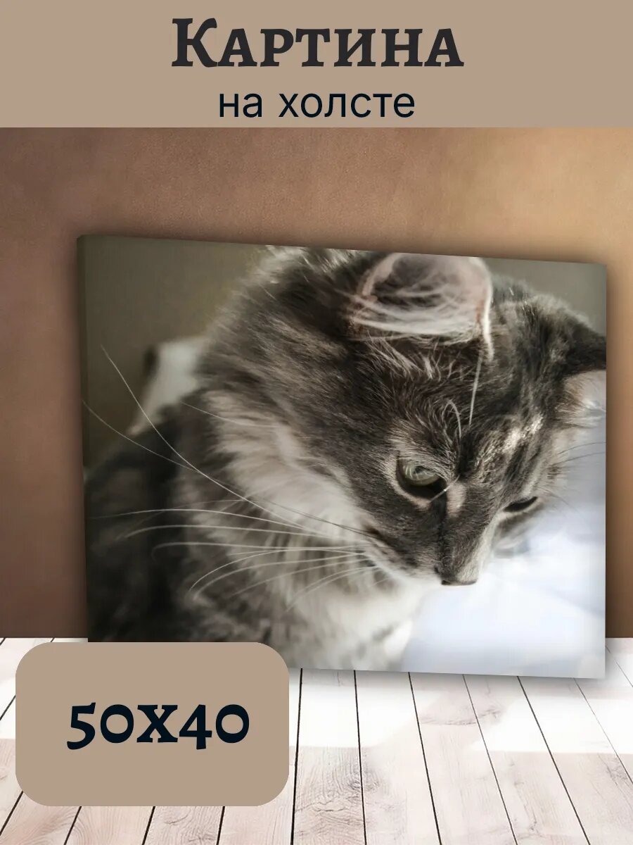 Картина Кот Кошка Cat 40x50 пушистый серый полосатый