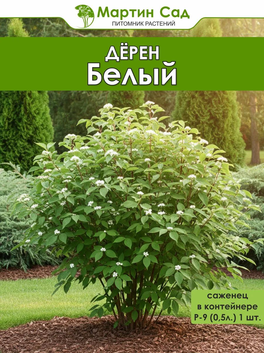 Дёрен белый Р-9