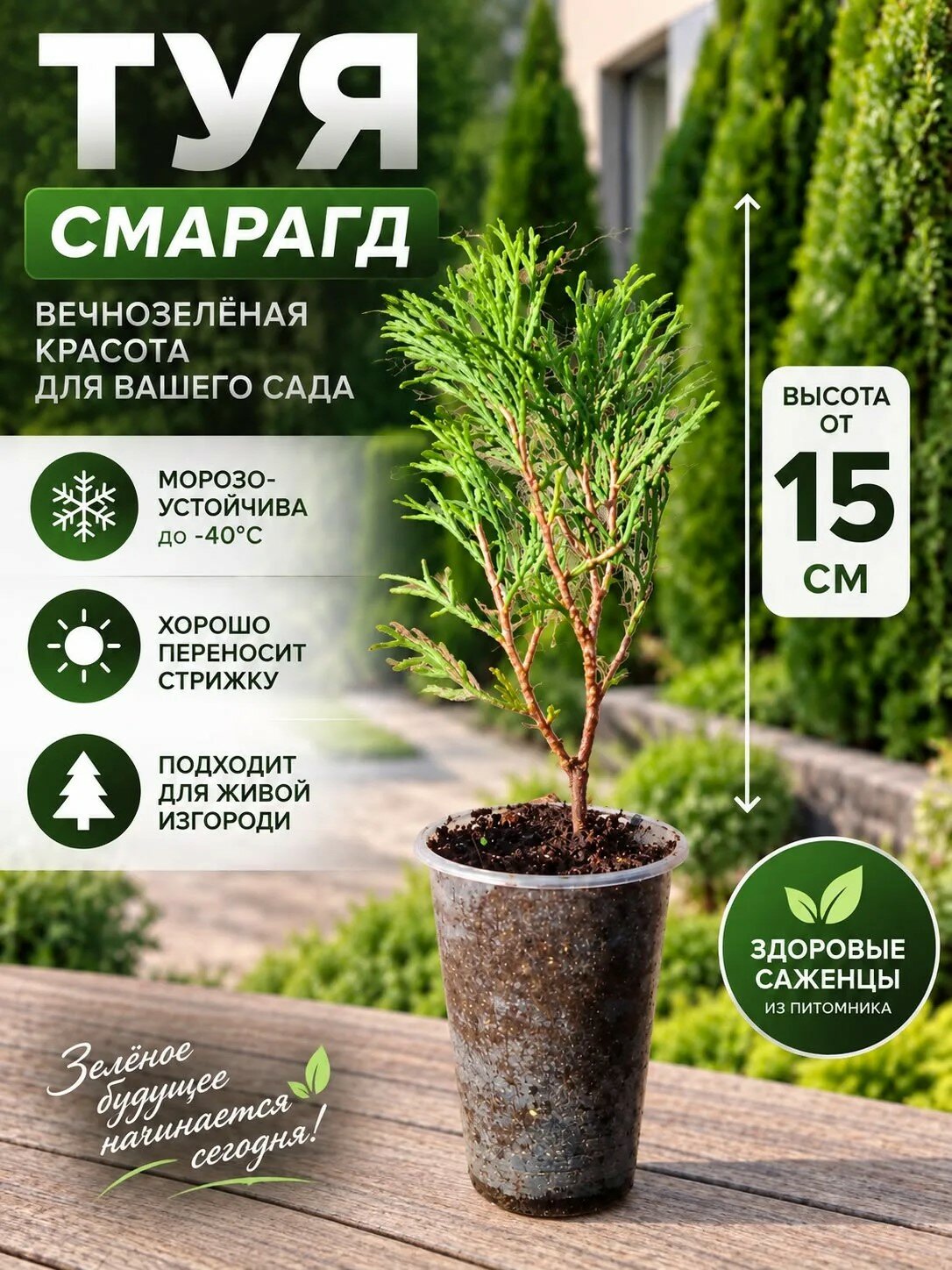 Туя западная Смарагд- -саженцы 1 шт. От 15 СМ