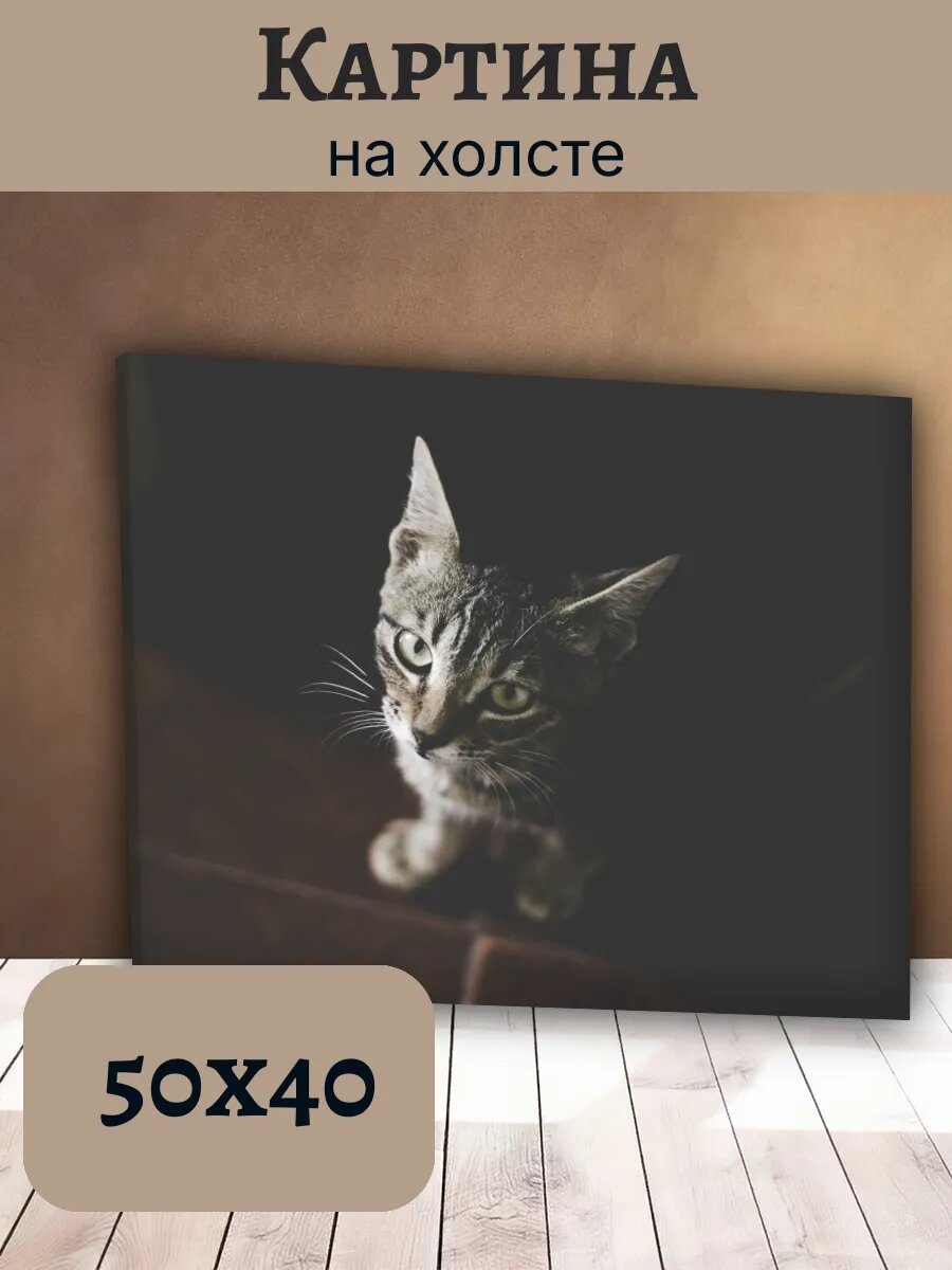 Картина Кот Кошка Cat 40x50 полосатый котенок табби