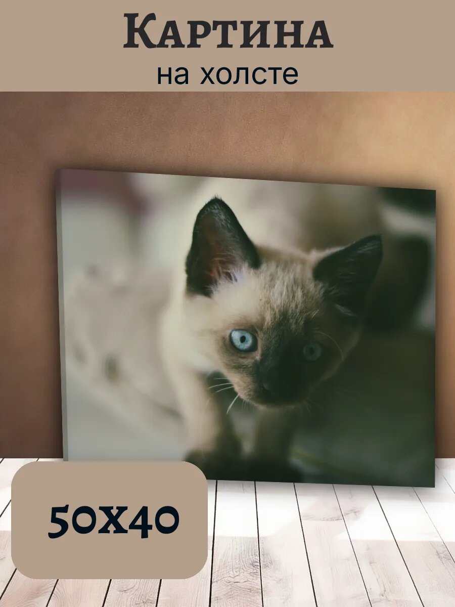 Картина Кот Кошка Cat 40x50 сиамский котенок с голубыми