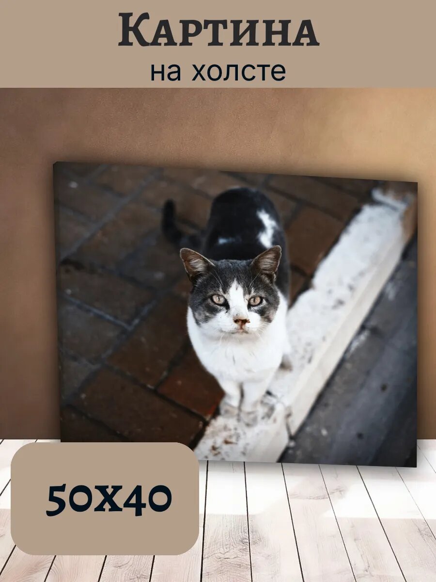Картина Кот Кошка Cat 40x50 дворовый серый белый