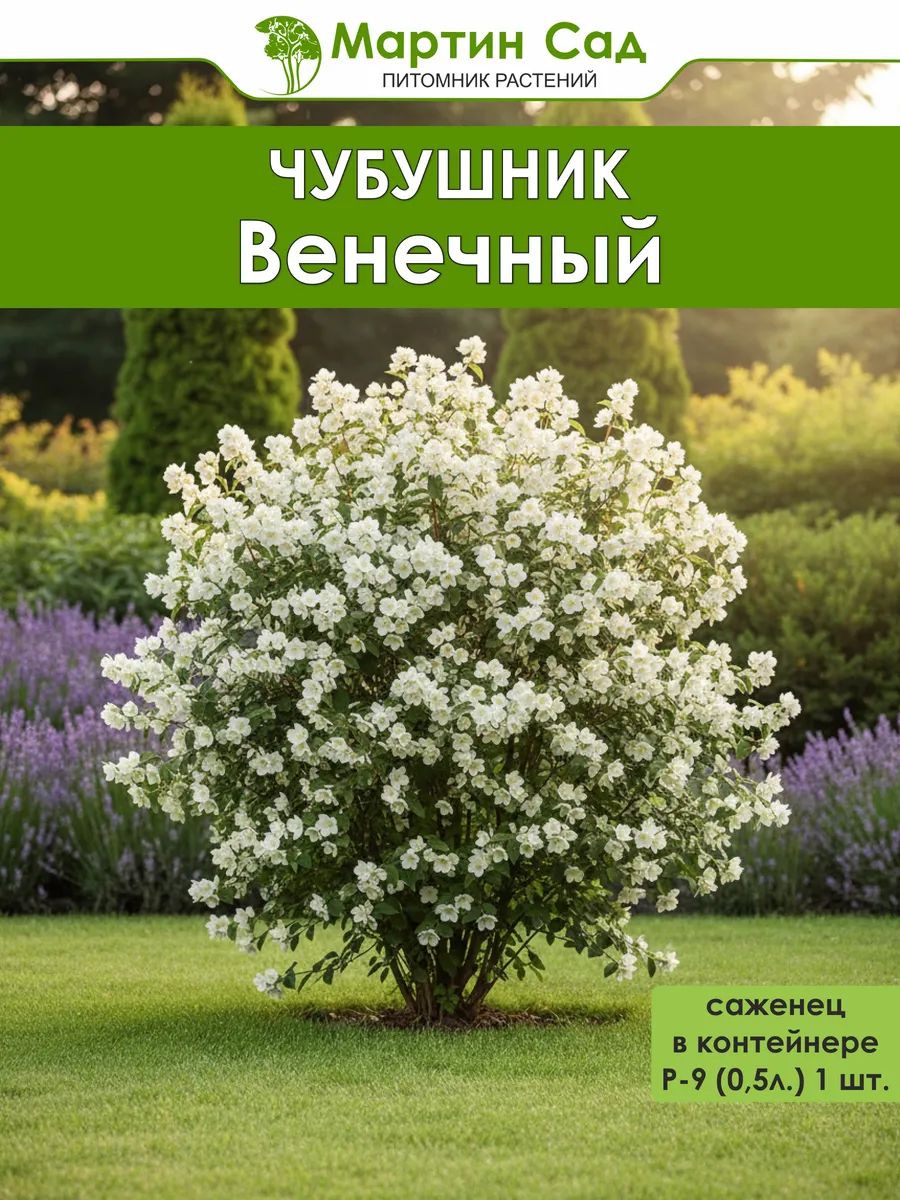 Чубушник венечный Р-9