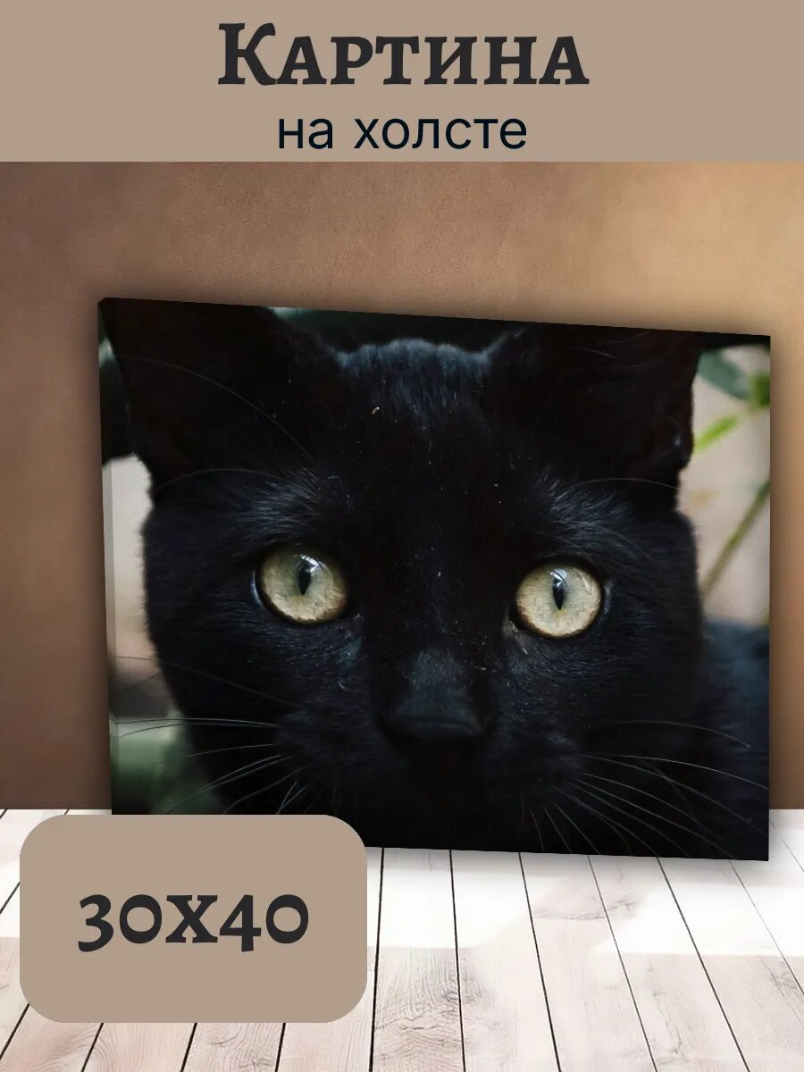Картина Постер Кот Кошка Cat 30x40 черный Желто-Зеленые