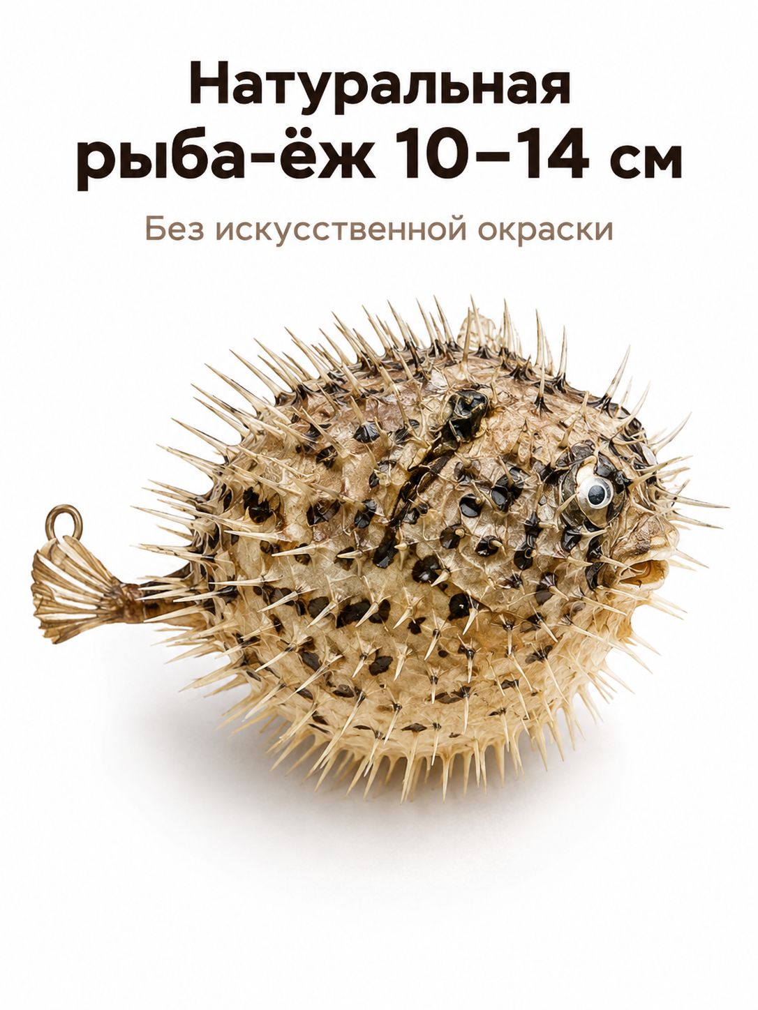Рыба-ёж натуральная, чучело для декора интерьера, морской сувенир, 1014 см
