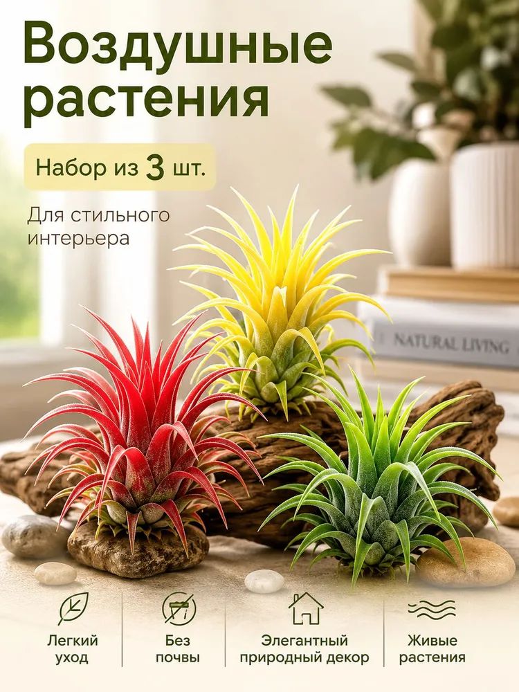 Тилландсия для дома экзотическое воздушное растение для интерьера и уюта