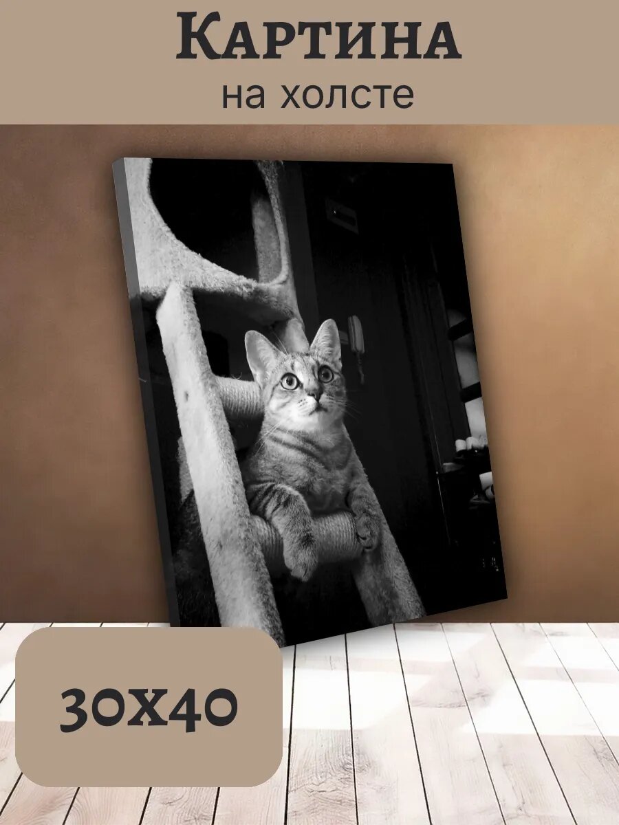 Картина Постер Кот Кошка Cat 30x40 полосатый Табби Лазает