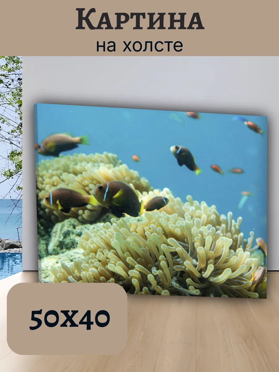 Картина Постер Мальдивы 40x50 рыбы-клоуны в актинии