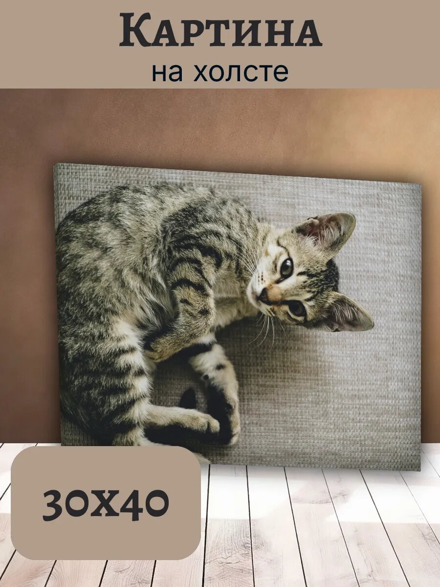 Картина Кот Кошка Cat 30x40 полосатый Котенок Табби