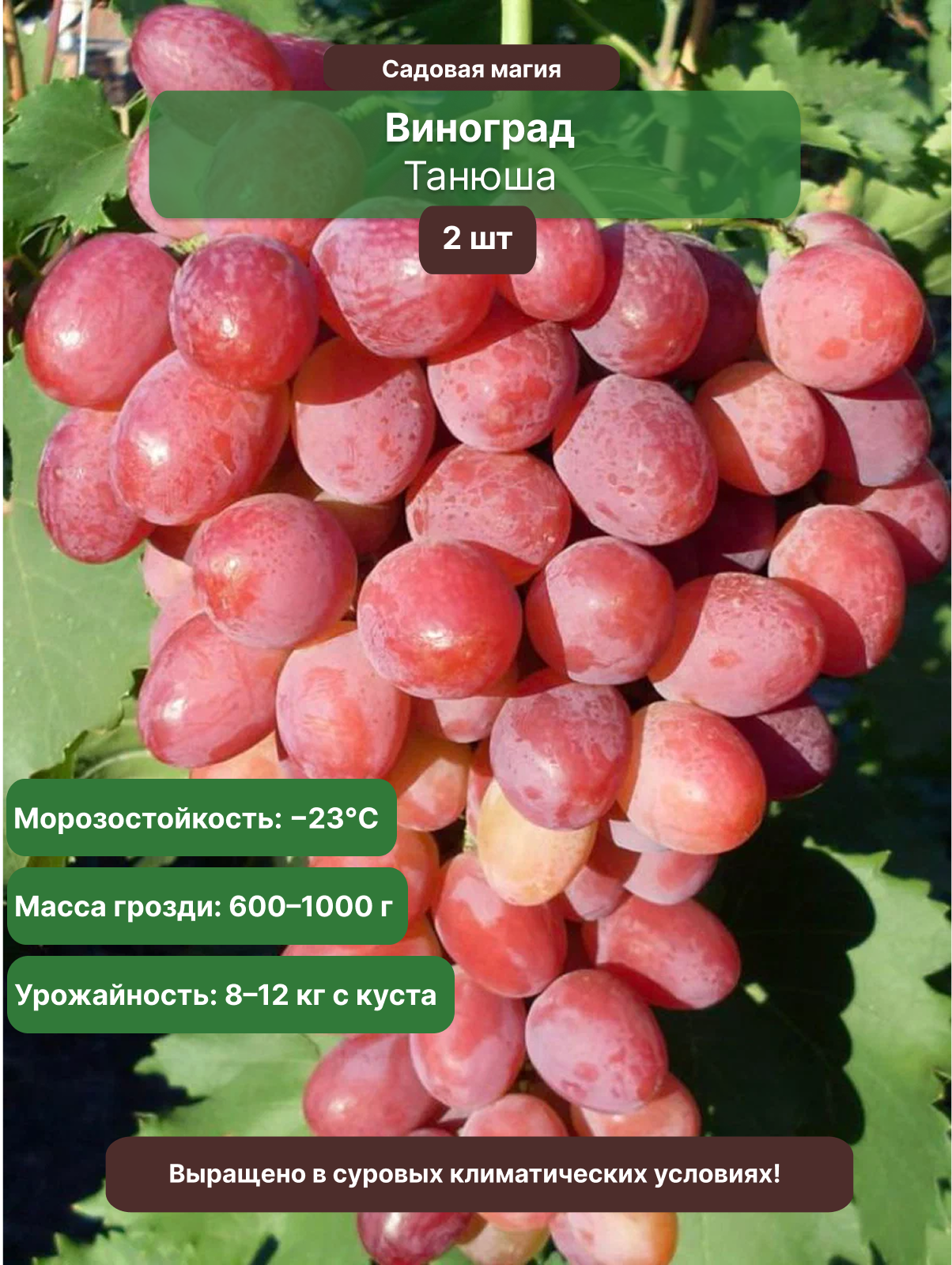 Виноград Танюша 2 шт / многолетний, раннеспелый, морозостойкий сорт