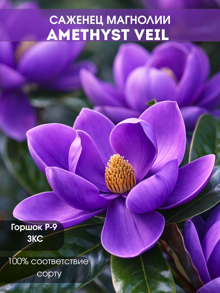 Магнолия Amethyst Veil