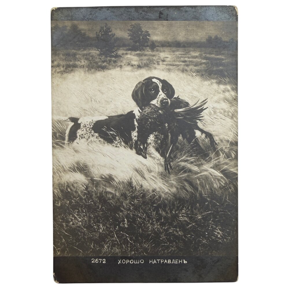 Почтовая открытка "Хорошо натравлен" 1900-1914 гг. Российская Империя