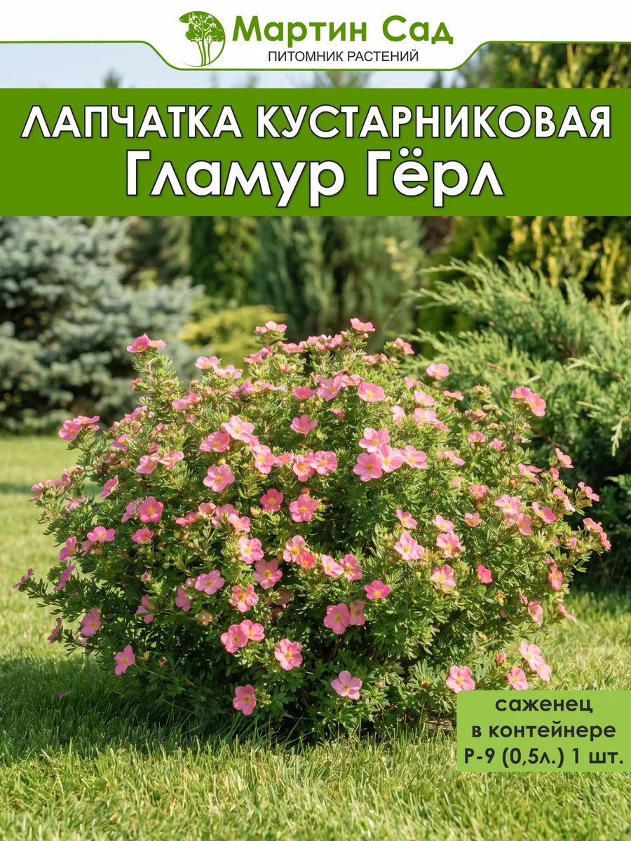 Лапчатка кустарниковая Гламур Гёрл Р-9