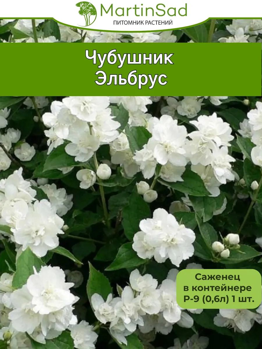 Чубушник Эльбрус Р-9