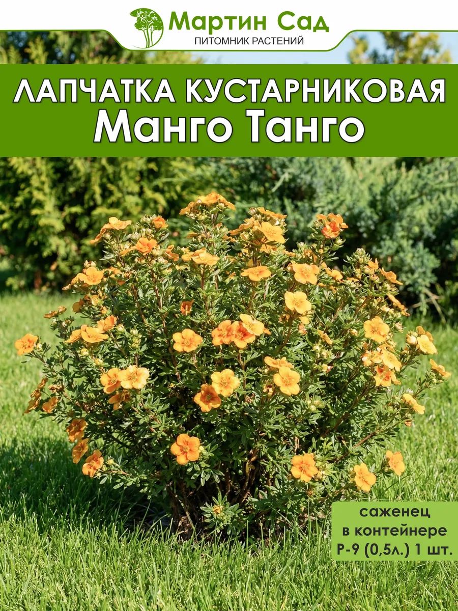 Лапчатка кустарниковая Манго Танго Р-9