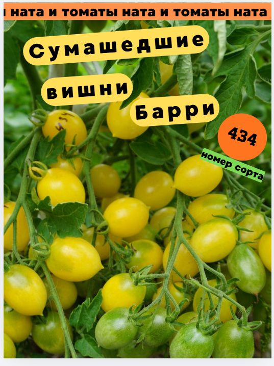 Коллекционные семена томата Сумасшедшие вишни Барри. (очень сладкий)10 шт