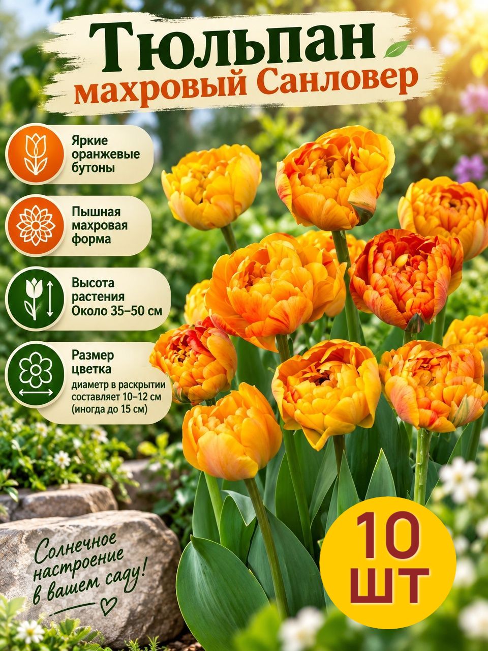 Тюльпан махровый поздний санловер 11/12 / 10 луковиц