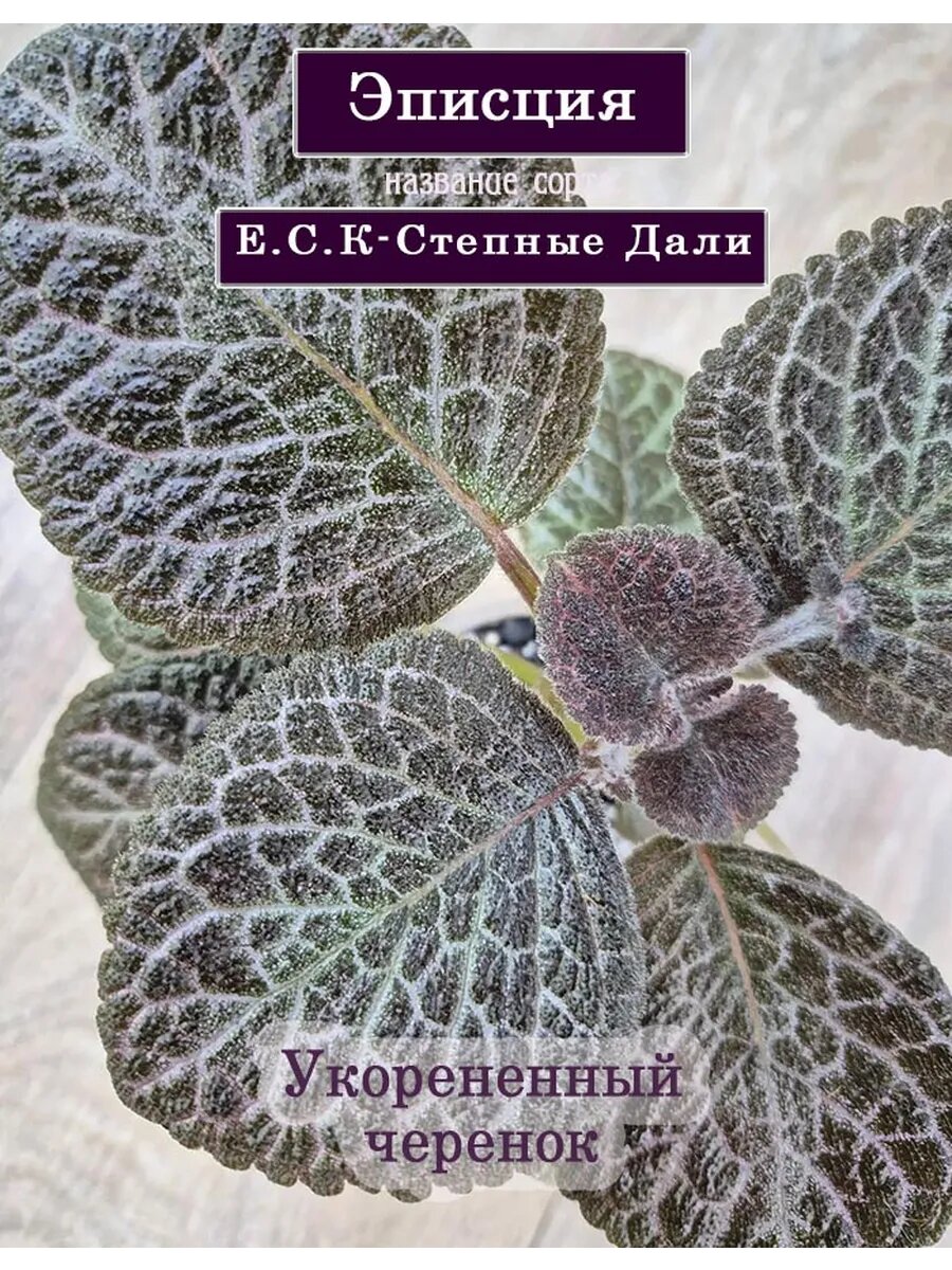 Эписция укорененный черенок сорт Е. С. К-Степные Дали