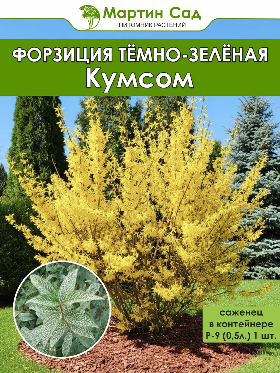 Форзиция темно-зеленая Кумсом Р-9