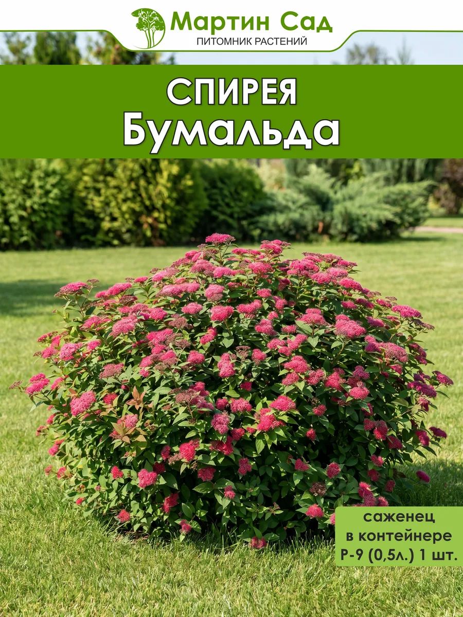 Спирея Бумальда Р-9