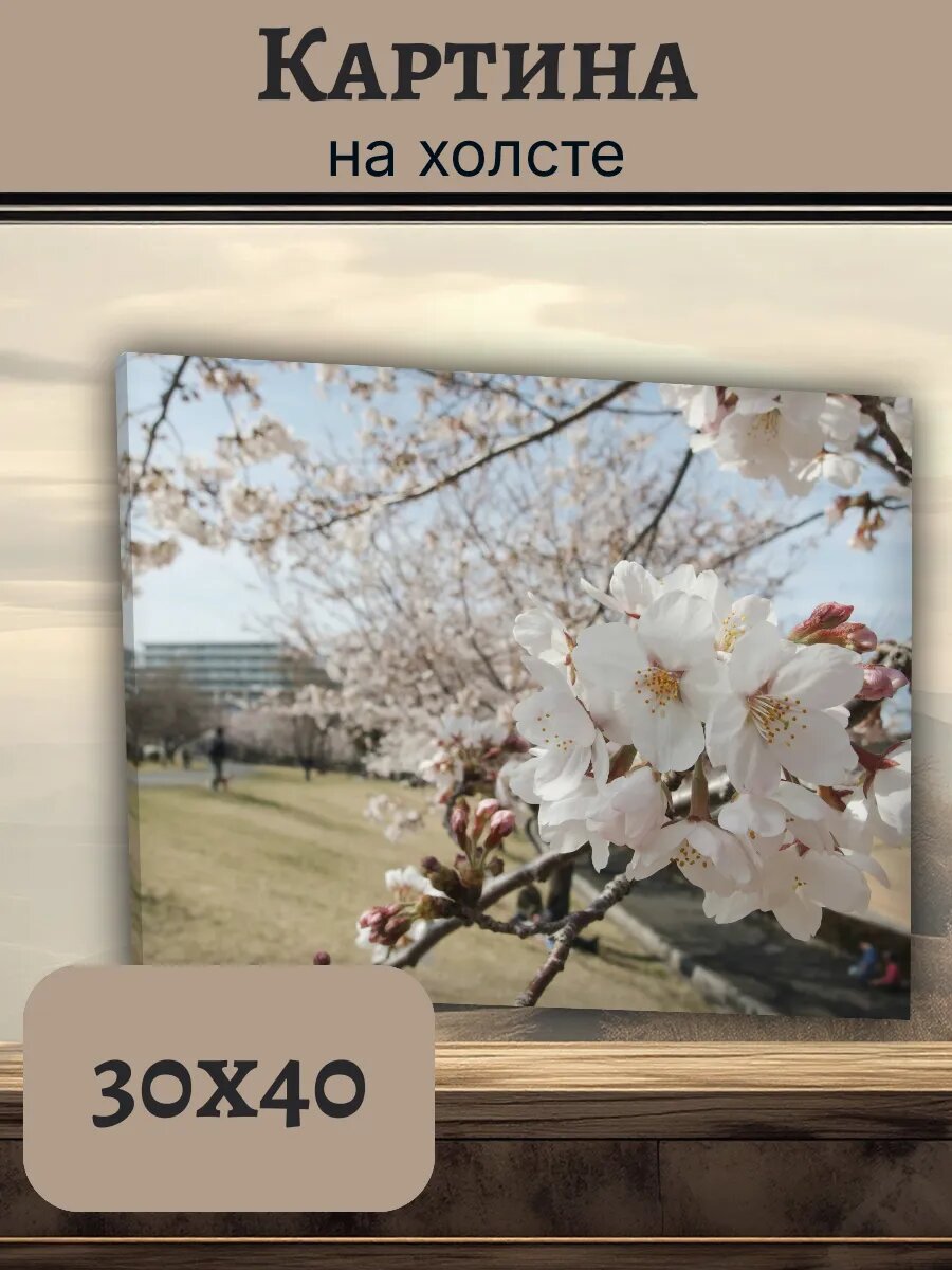Картина Япония Japan 30x40 цветущая сакура в парке