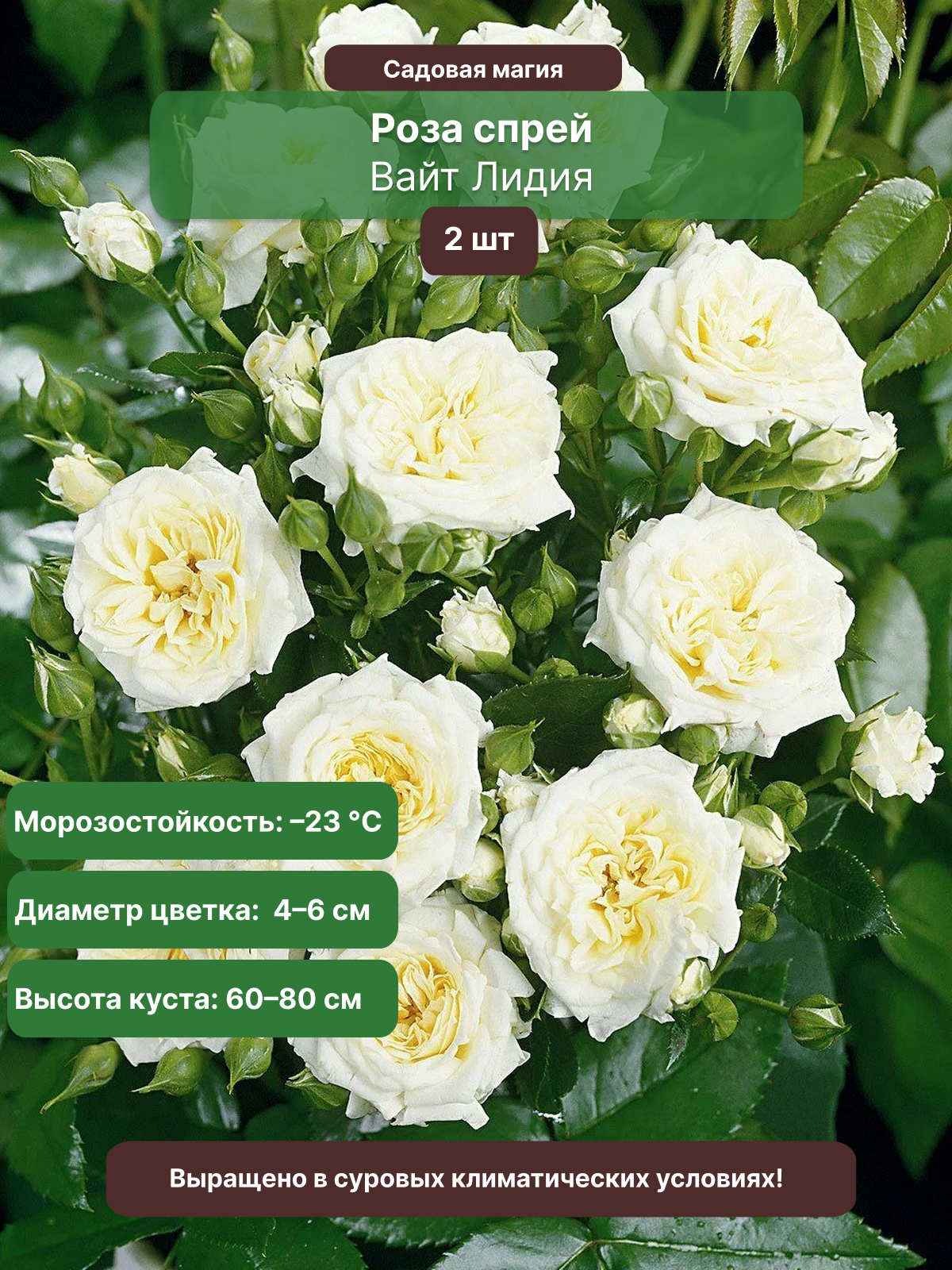 Роза спрей "Вайт Лидия", многолетняя, 2 саженца, 1,5 года, белая